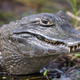 Illustration for article titled Do Not Steal Aggressive Alligators